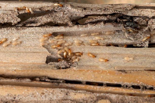Wasp Removal Services in Manawa, WI
